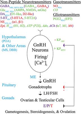 Modulation of Gonadotropin-Releasing Hormone Neuron Activity and Secretion in Mice by Non-peptide Neurotransmitters, Gasotransmitters, and Gliotransmitters